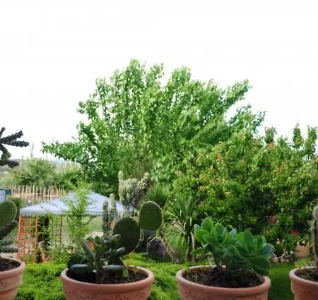 Panagiota Τορώνη